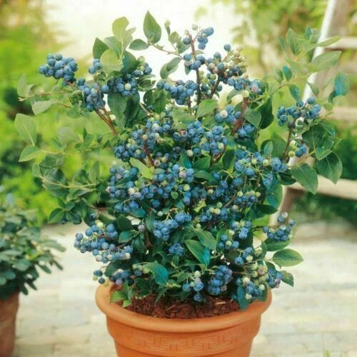 Blueberry Seeds - Dwarf Top Hat Vaccinium corymbosum - Low Bush, Edible Sweet Blueberries, Compact Perennial Shrub, 100+ Seeds