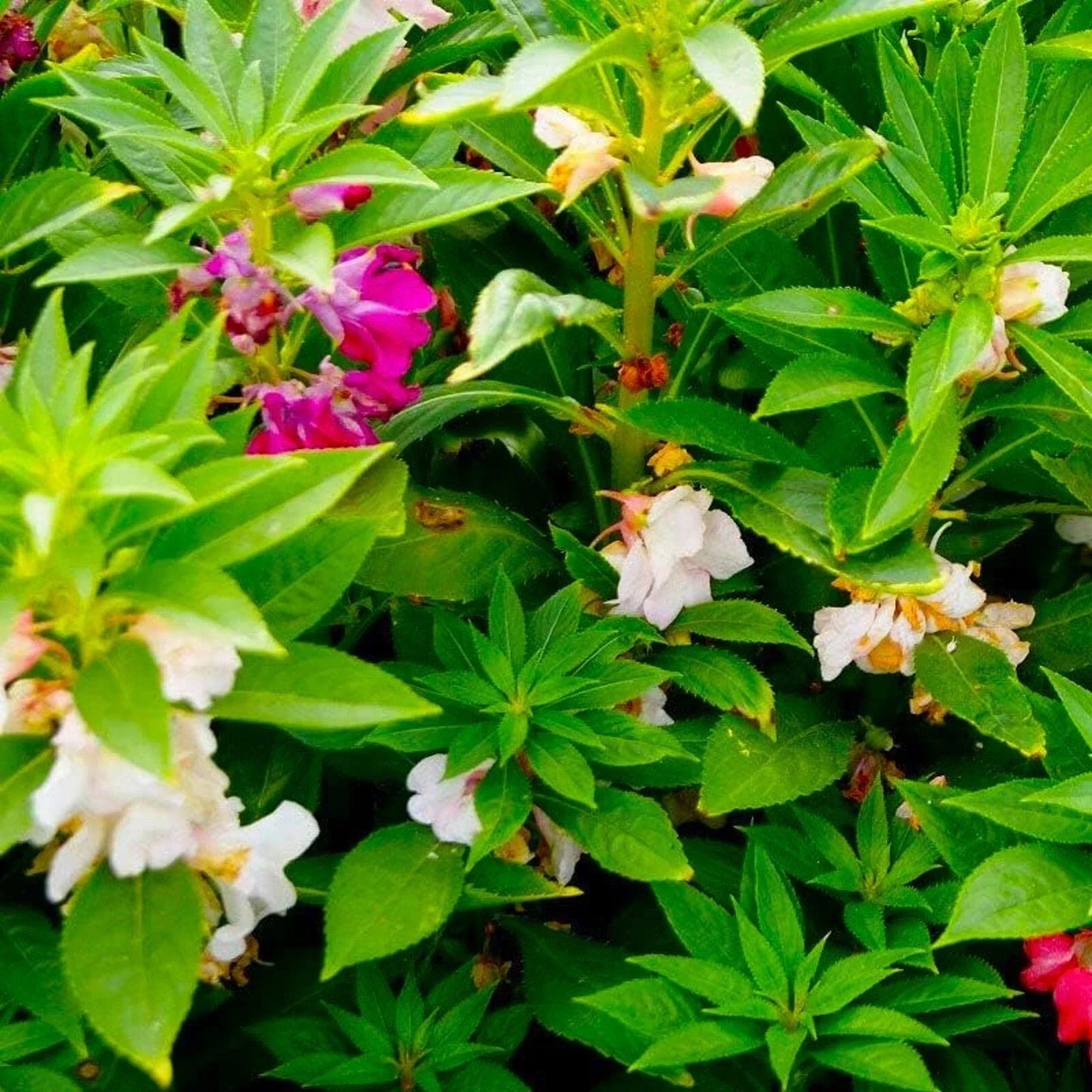 Balsam Seeds - 50 Pack Impatiens walleriana Non-GMO Garden Seeds for Vibrant Blooms, Shade Garden, Pollinator Attractant