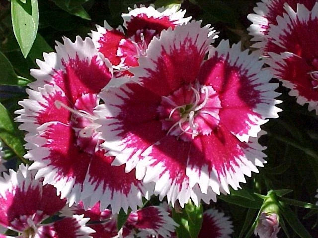 Sweet William Seeds - 1333 Pack, Dianthus barbatus, Biennial/Perennial Flowers for Borders, Beds & Containers