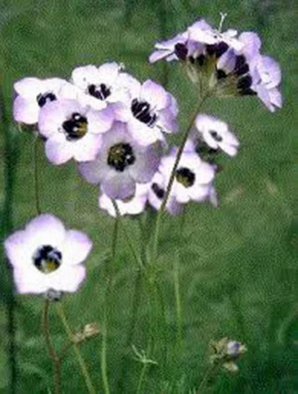 Bird's Eye Gilia Seeds - 1000 Count - Delicate Lavender Flowers - Gilia tricolor - Annual Wildflower for Gardens & Pollinators