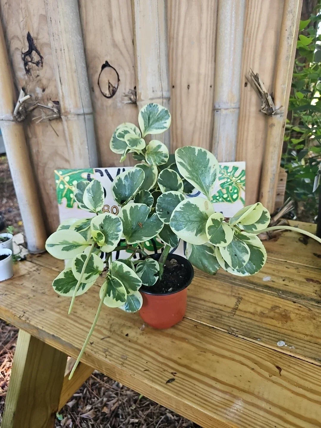 XL Variegated Peperomia obtusifolia 'Marble' - Green & White - 4" Starter Plant - Low Maintenance Houseplant