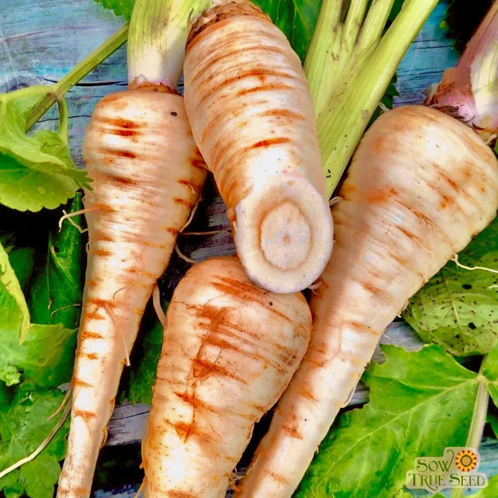 Hollow Crown Parsnip Seeds - 200+ Non-GMO Heirloom Pastinaca sativa for Home Garden, Vegetable Seeds, Easy to Grow