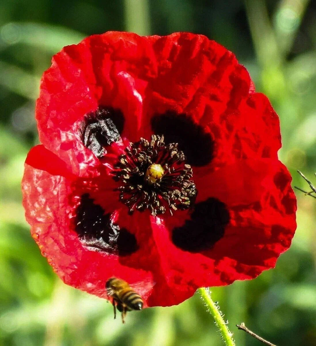 Turkish Tulip Poppy Seeds – 200+ Pack for Garden Planting – Papaver glaucum – Vibrant Blooms, Easy to Grow, Non-GMO
