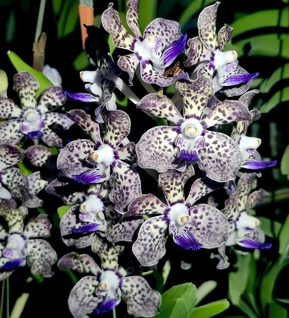 Fragrant Vanda Orchid Plant 4" Papilionanda Kyra Green × Paksorn Fragrance, Aromatic Tropical Blooms, Easy Care Indoor Outdoor