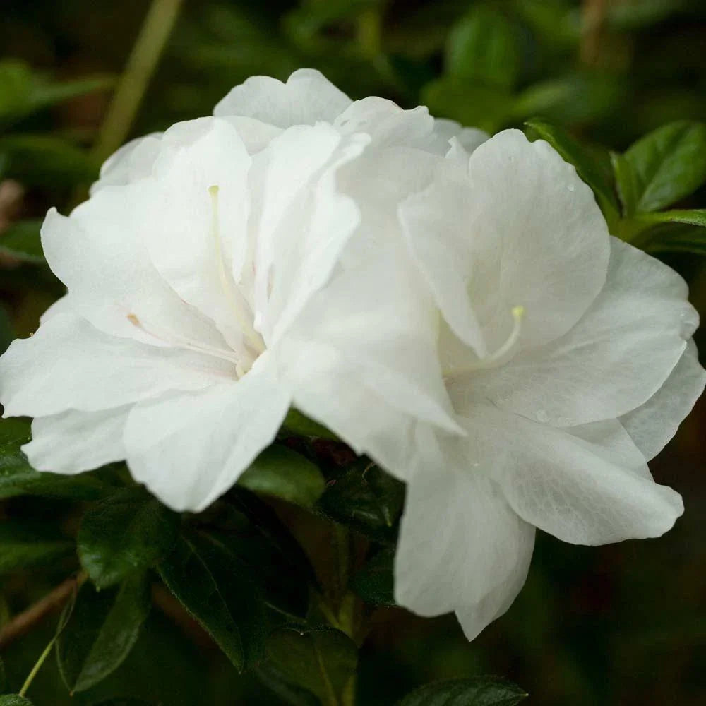 Encore Autumn Moonlight Azalea Starter Plant, Deciduous Rhododendron 'Autumn Moonlight' for Garden, Container, Landscape
