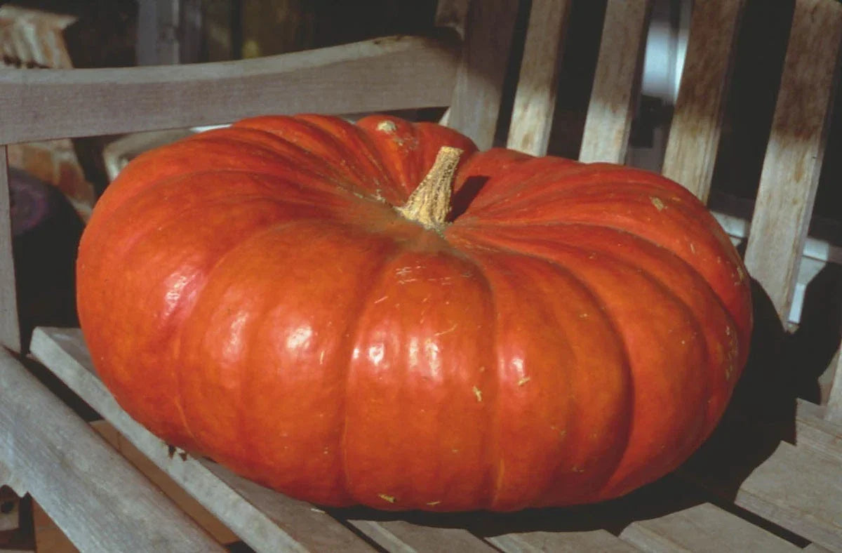 Cinderella Pumpkin Heirloom Seeds for Baking, Canning & Decor - Cucurbita pepo, 20 Seeds Pack