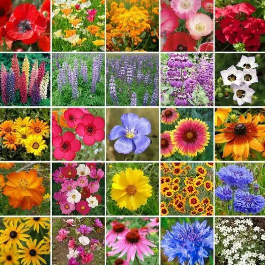 Southwest Wildflower Mix Seed Packet – 25 Native Perennial & Annual Species, Non-GMO, 1000 Seeds for Pollinator Gardens & Naturalized Areas