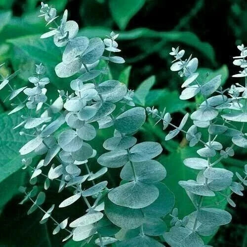 Silver Drop Eucalyptus Seeds - Perennial Drought-Tolerant Tree Seeds - Eucalyptus cinerea - Full Sun, Easy to Grow, 50 Seeds