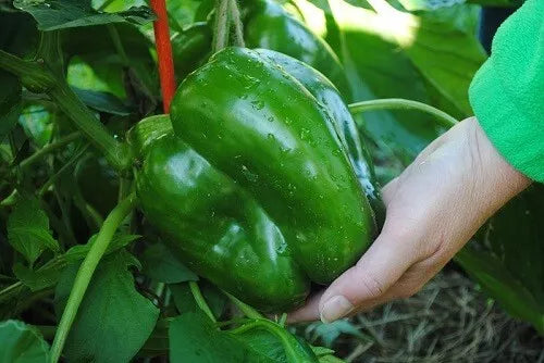 Giant Keystone Sweet Heirloom Tomato Seeds - Organic Non-GMO, 50+ Packets, Heirloom, Solanum lycopersicum, Perfect for Home Gardening