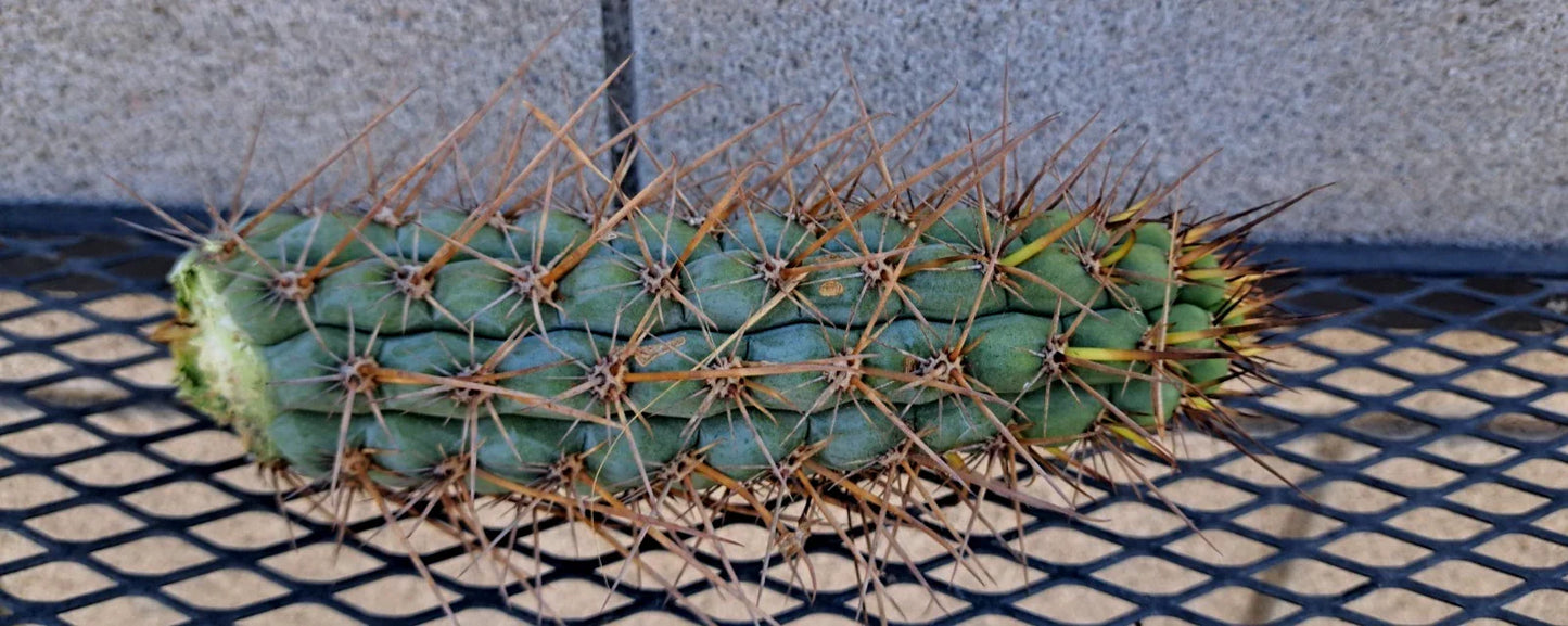 Cereus Chalaensis SS04 Cactus Cutting – 7-inch Succulent Plant for Indoor & Outdoor Gardens