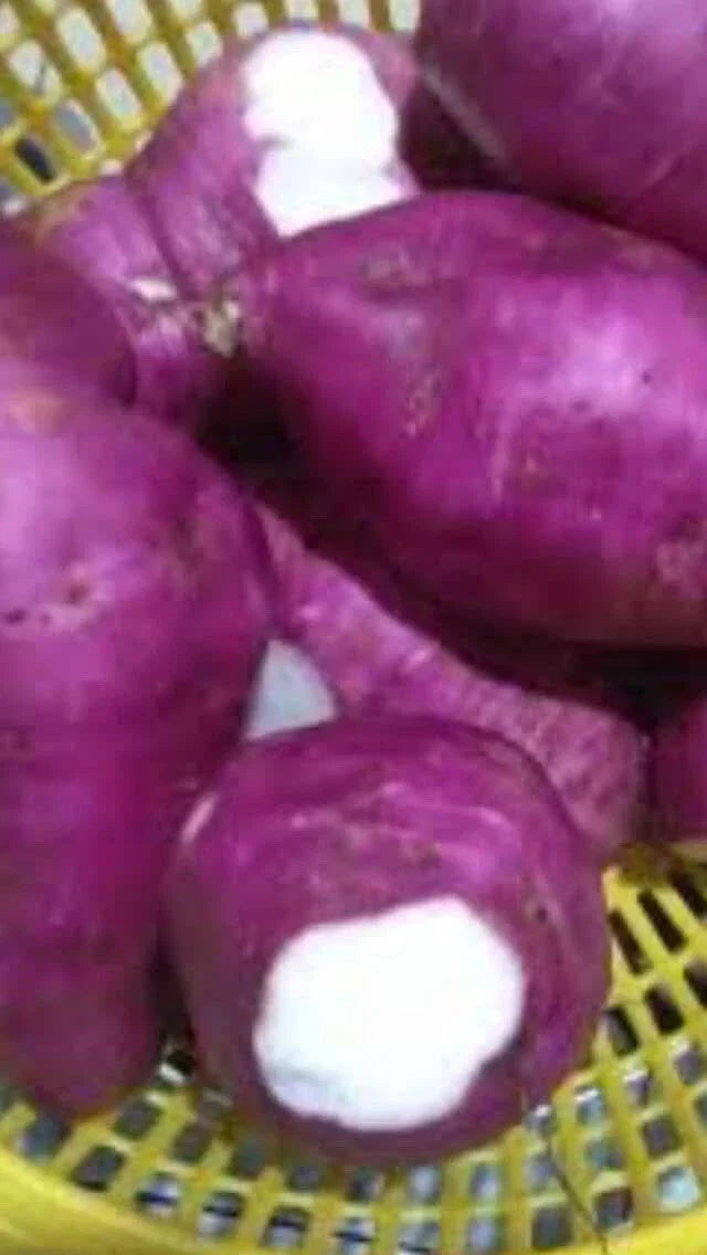 Purple Skin White Sweet Potato Slips - Organic Ipomoea batatas Cuttings for Home Garden & Container Planting