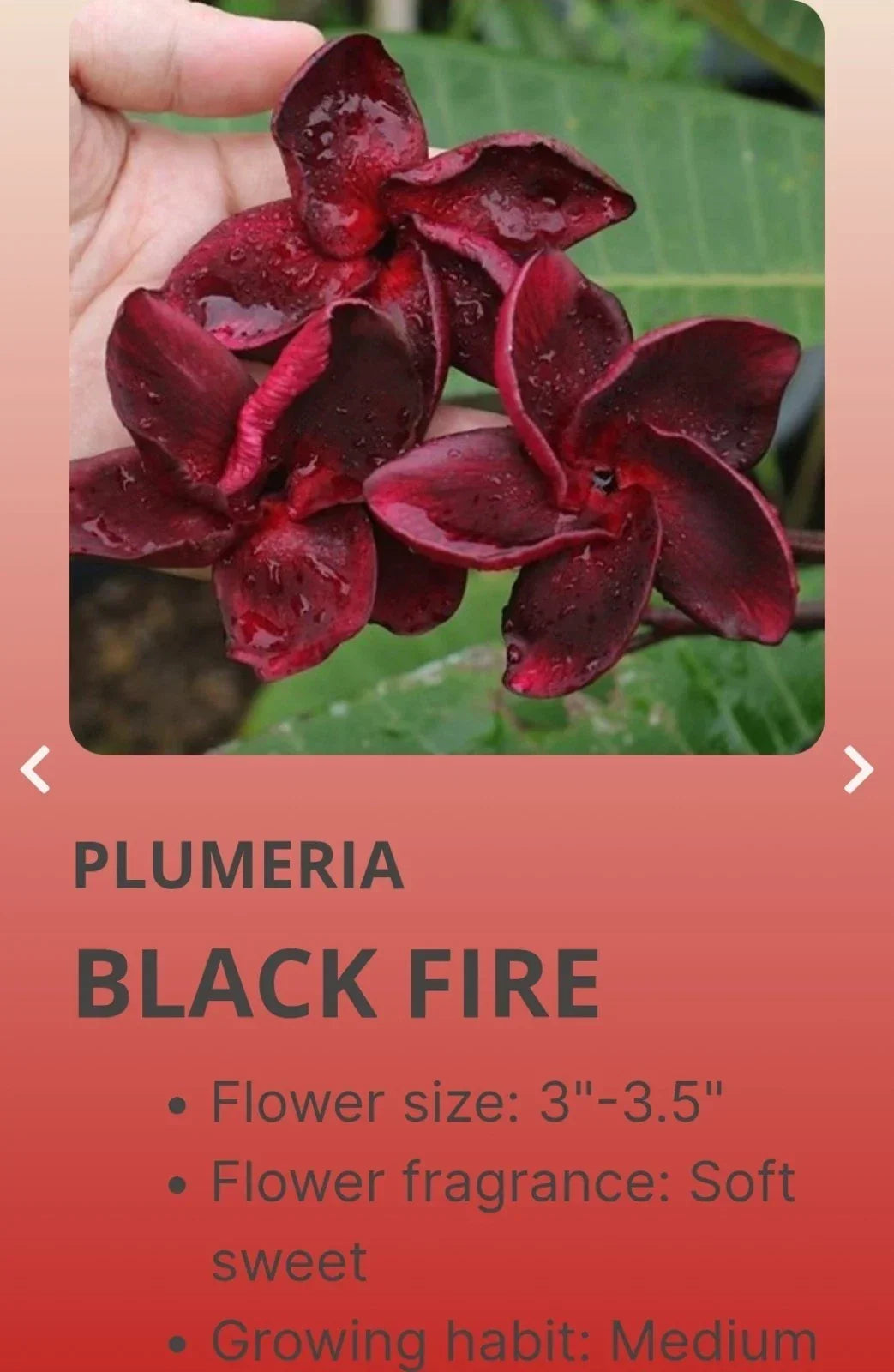Red Root Plumeria Black Fire in 3-Inch Pot, Plumeria rubra, Fragrant Tropical Flowering Shrub