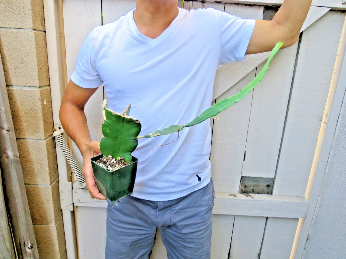 Dragon Fruit Succulent Cactus | Epiphyllum Pitahaya | Vibrant Tropical Plant for Indoor & Outdoor Gardens