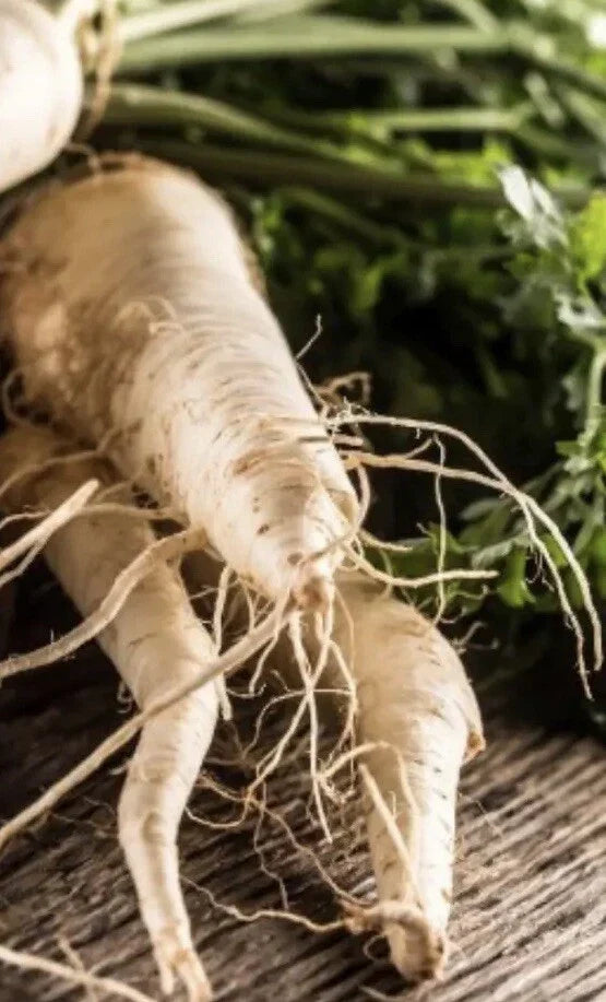 Hollow Crown Parsnip Seeds - 1,000 Non-GMO Vegetable Garden Seeds for Home Growing - Pastinaca sativa