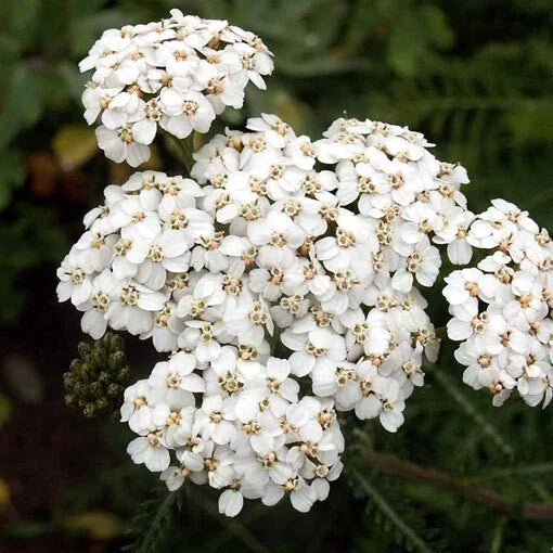 White Yarrow Seeds | Non-GMO Achillea millefolium for Perennial Gardens | 500-10,000 Seeds