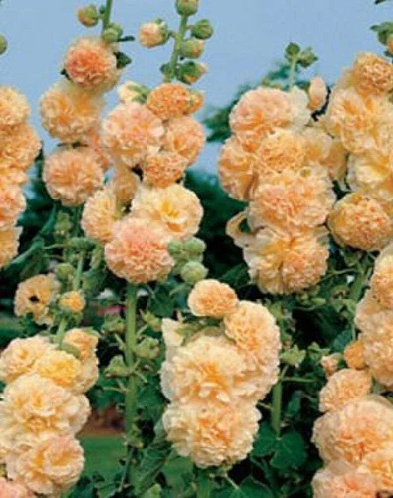Apricot Hollyhock Seeds - Perennial Flower Seeds for Borders & Gardens - Alcea rosea - 25 Pack
