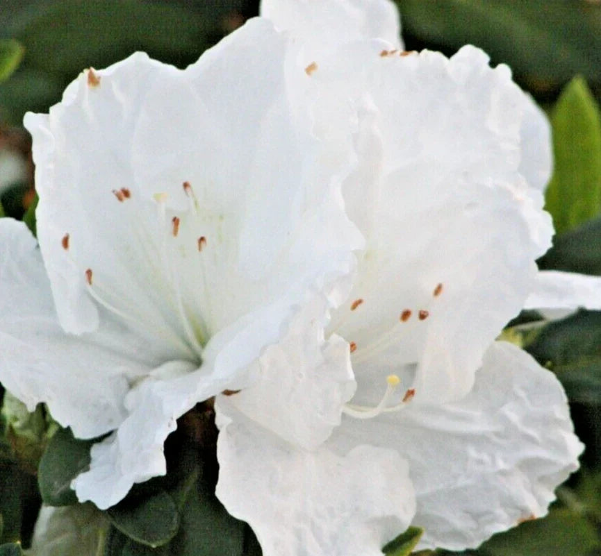 Rhododendron Azalea Snow White 6-Inch Live Flower Plant Bush Shrub - Azalea indica, White Blooms, Garden, Container
