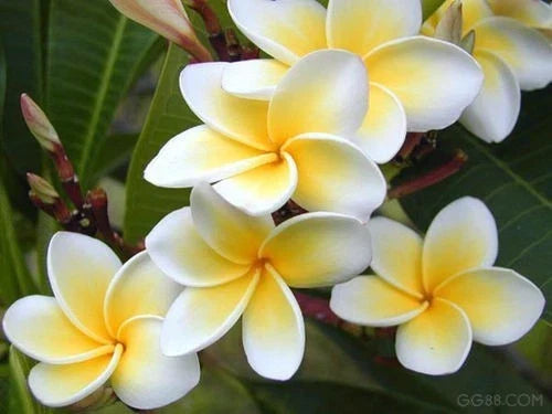 Rooted Plumeria Plant - Celadine Variety - Tropical Frangipani Flowering Plant for Garden and Patio