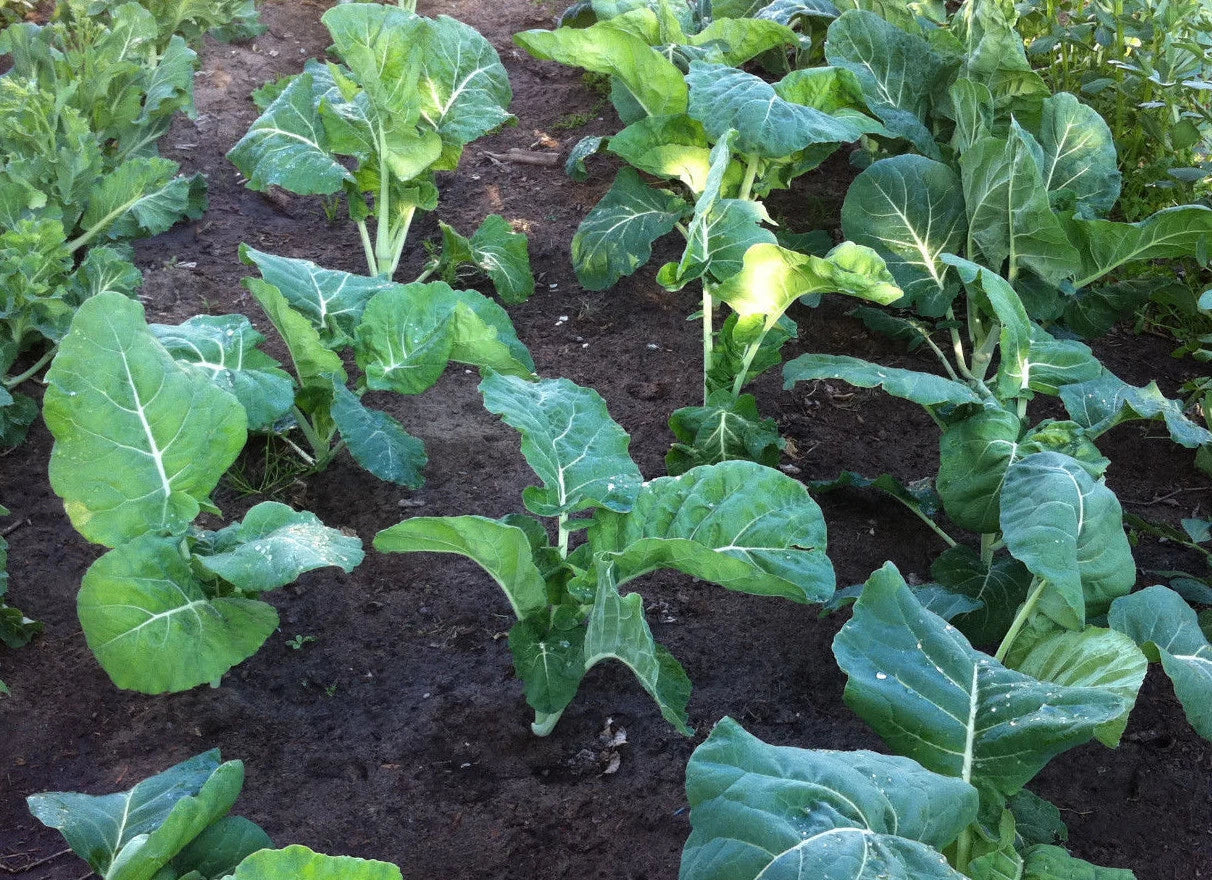 Kale Seeds 100 Packets - Premier Early Variety, Tender, Overwinter - Brassica oleracea var. sabellica