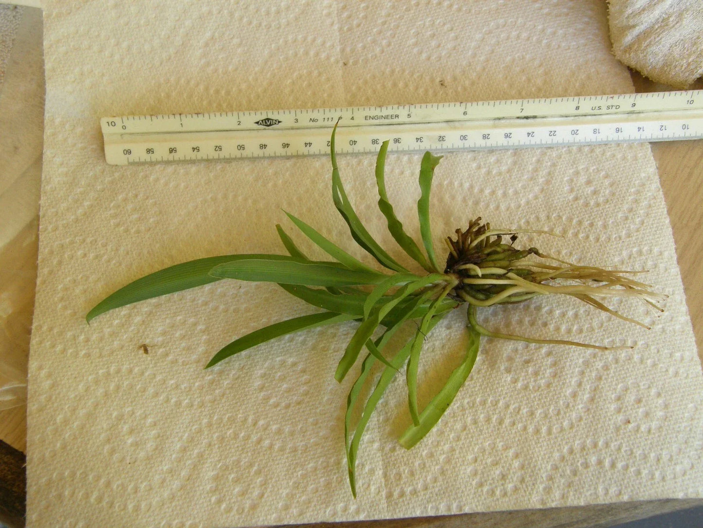 Spider Plant Bare Root Pup - Chlorophytum Comosum Green Houseplant, Easy-Care Indoor Air-Purifying Plant