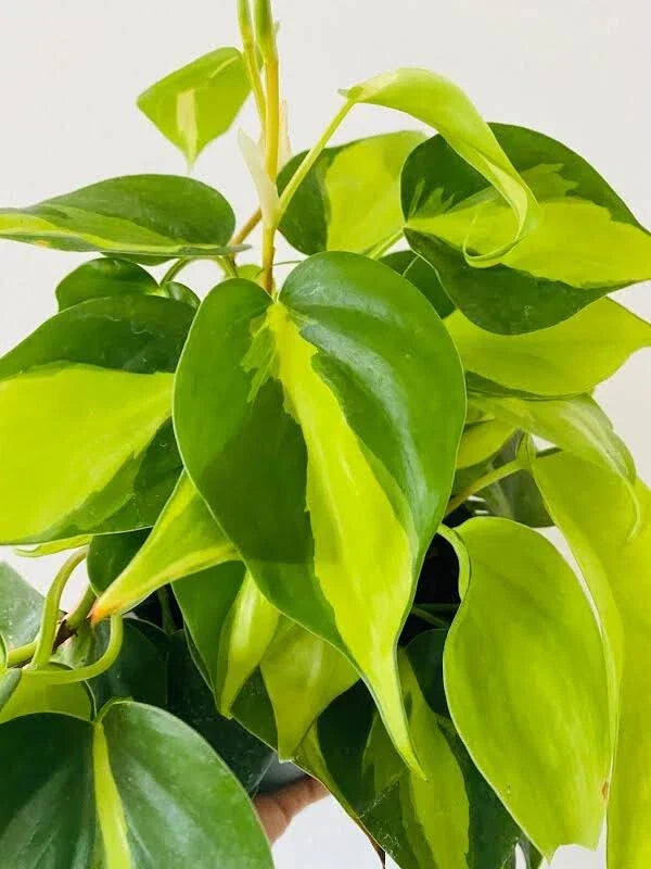 Philodendron Brasil Cuttings - 3 Unrooted Live House Plants - Variegated Philodendron hederaceum for Indoor Gardening