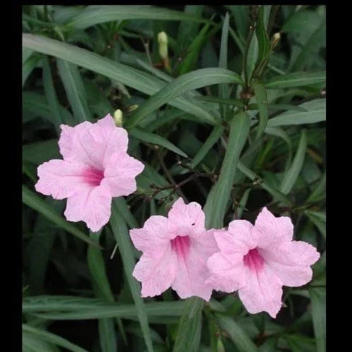 Pink Mexican Petunia Live Plants – 5 Plugs Ruellia Vibrant Pink Blooms for Garden Landscape