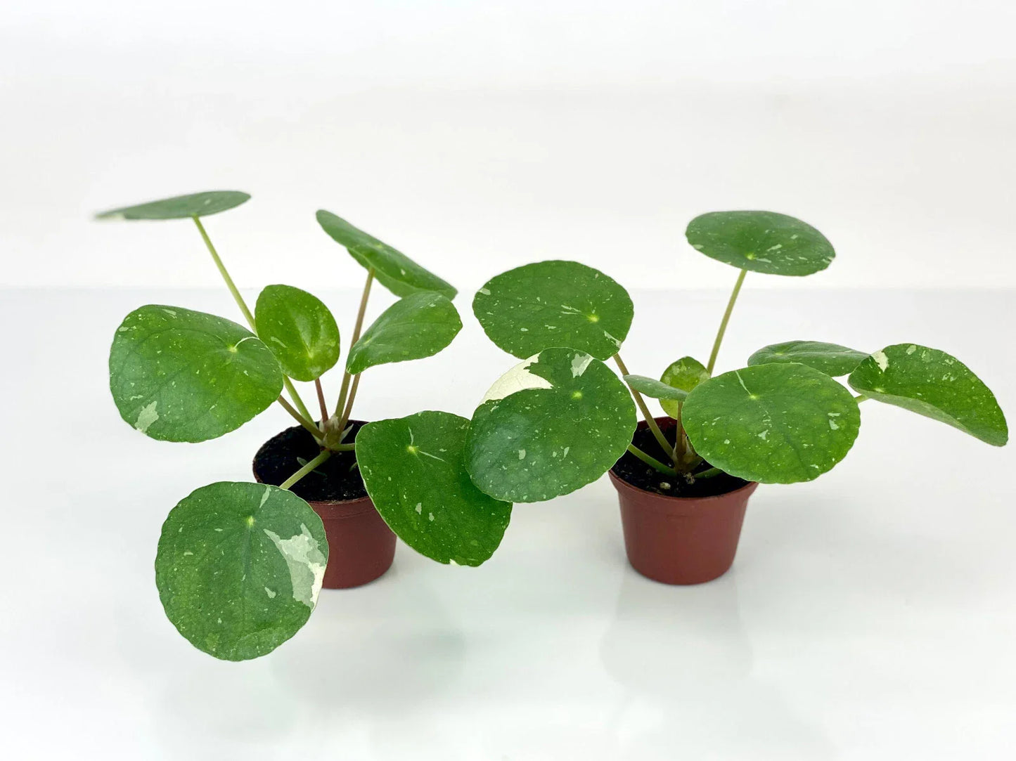 Variegated Pilea Plants 2-Inch Pots White Splash Pilea peperomioides Starter Plants Indoor Green Houseplants