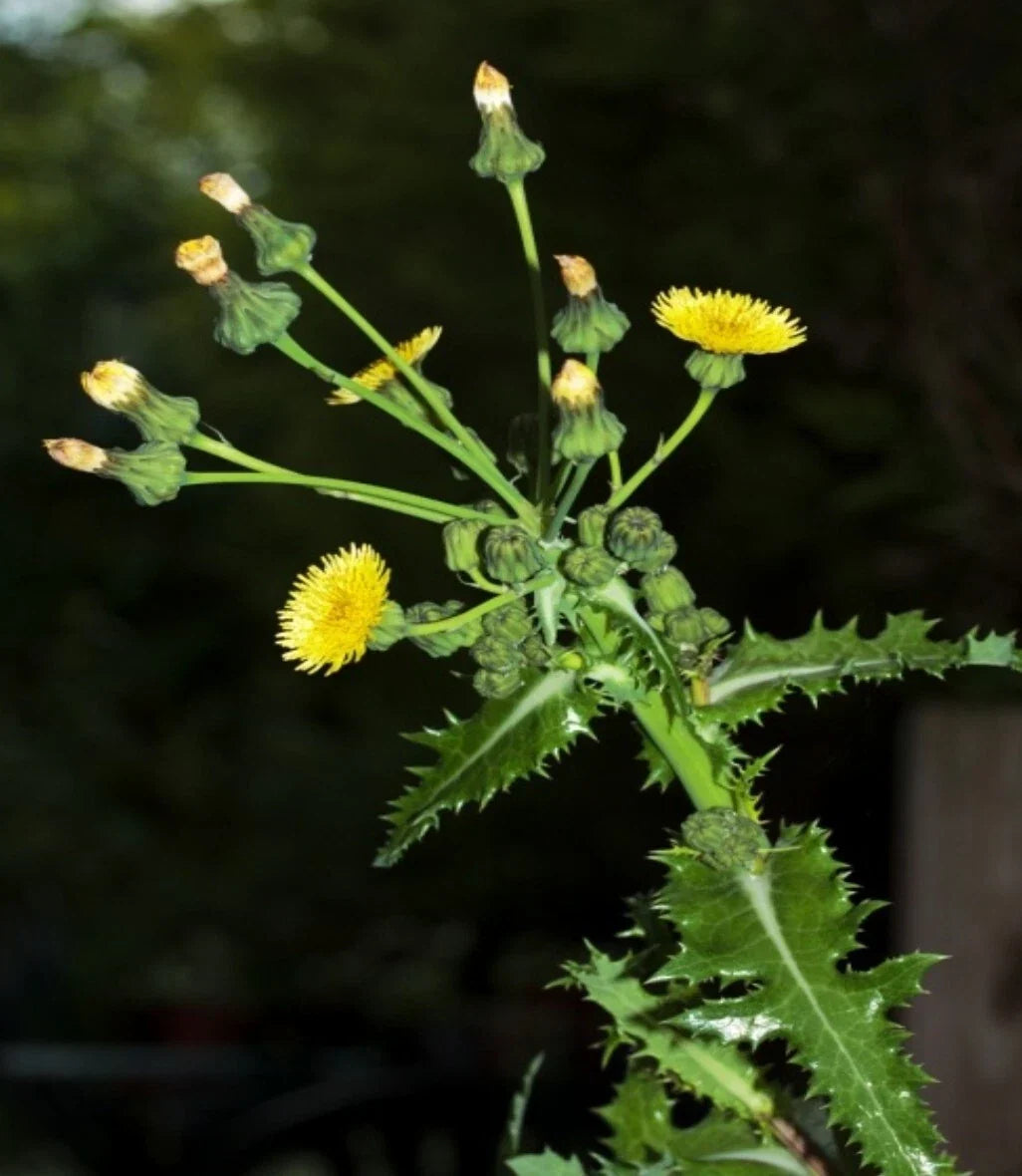 Prickly Sow-Thistle Seeds, Organic Heirloom, Medicinal Herb, Sonchus asper, 100+ Seeds for Herbal Remedies & Garden