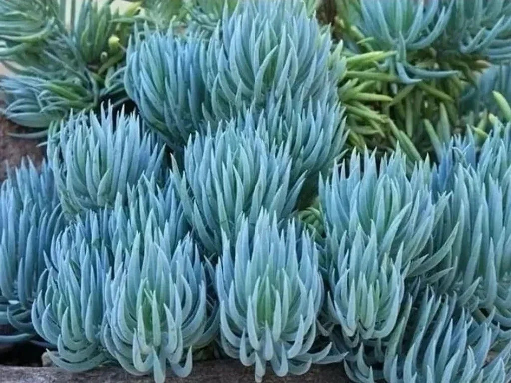 Senecio Mandraliscae Blue Chalk Sticks Succulent Plant Cuttings – 6 Healthy Propagation Cuttings, Easy to Grow, Gray Blue Foliage