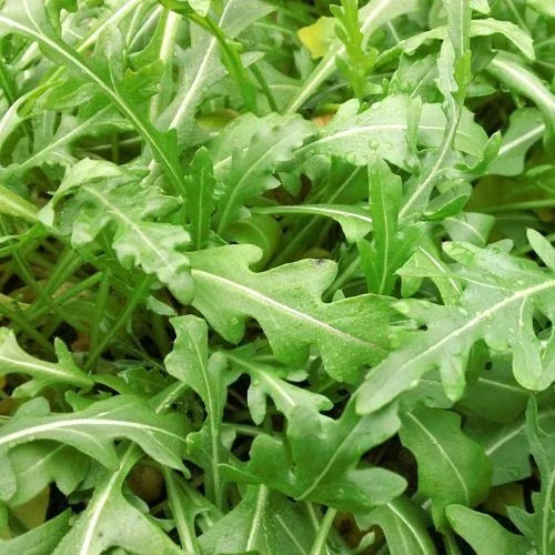 Sylvetta Arugula Seeds - Organic Non-GMO Heirloom Salad Greens - Eruca sativa, Peppery Flavor, Easy to Grow, Free Shipping