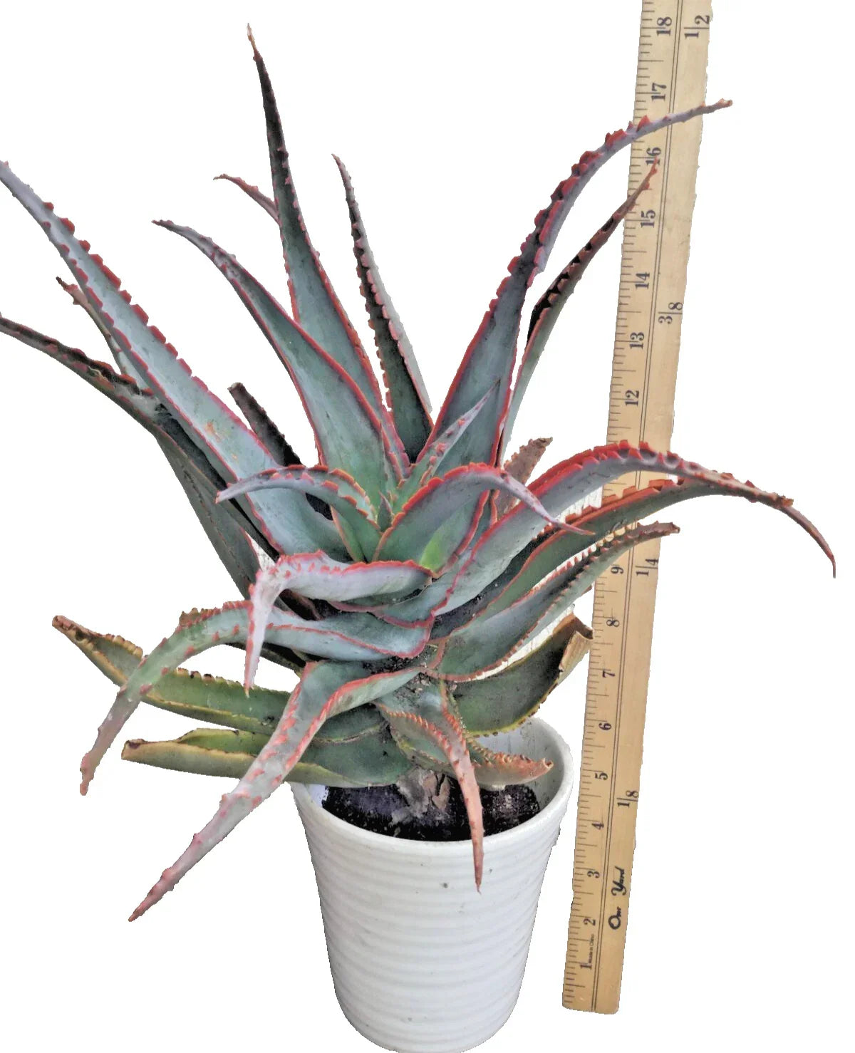 Rooted Aloe Plant 18 in Blue Sky Hybrid with Orange Teeth, Succulent, Live Indoor Outdoor Plant