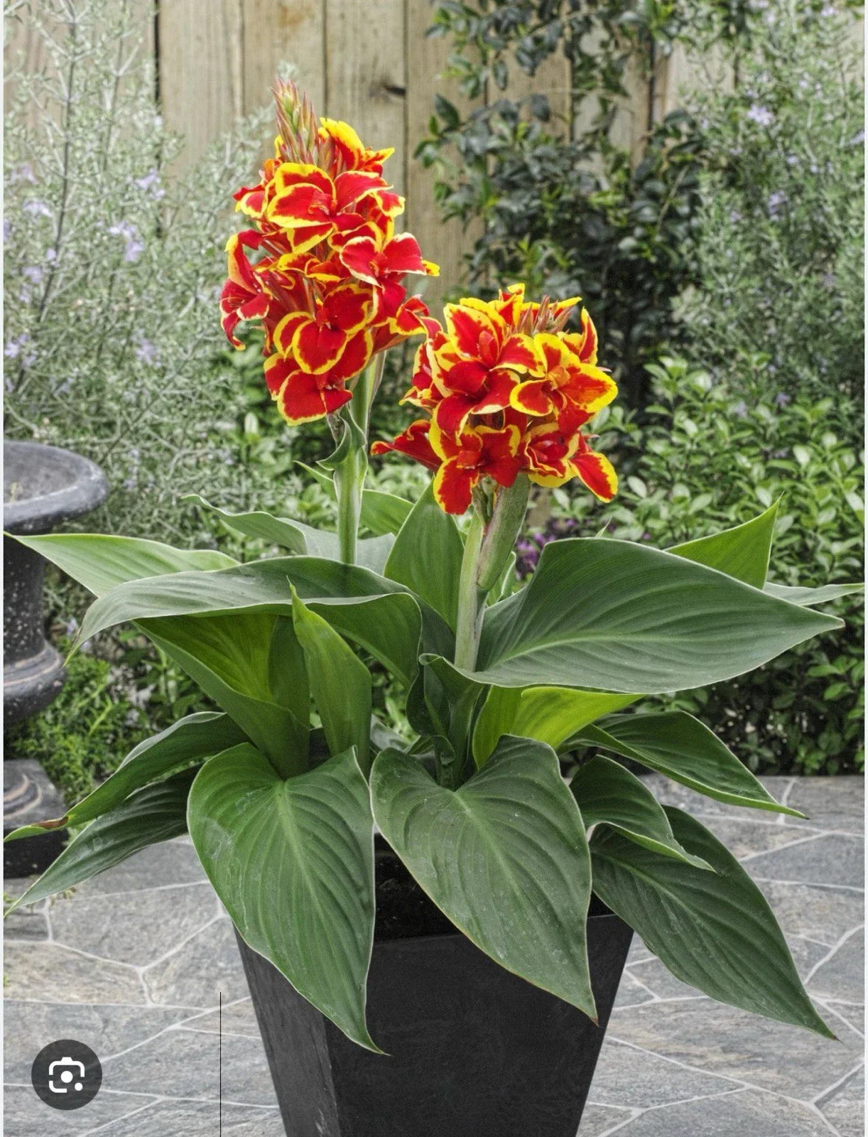 Canna Lily Starter Plant, Red Golden Flame, Tropical Perennial, Canna indica, Small Rooted Plant for Garden Landscaping