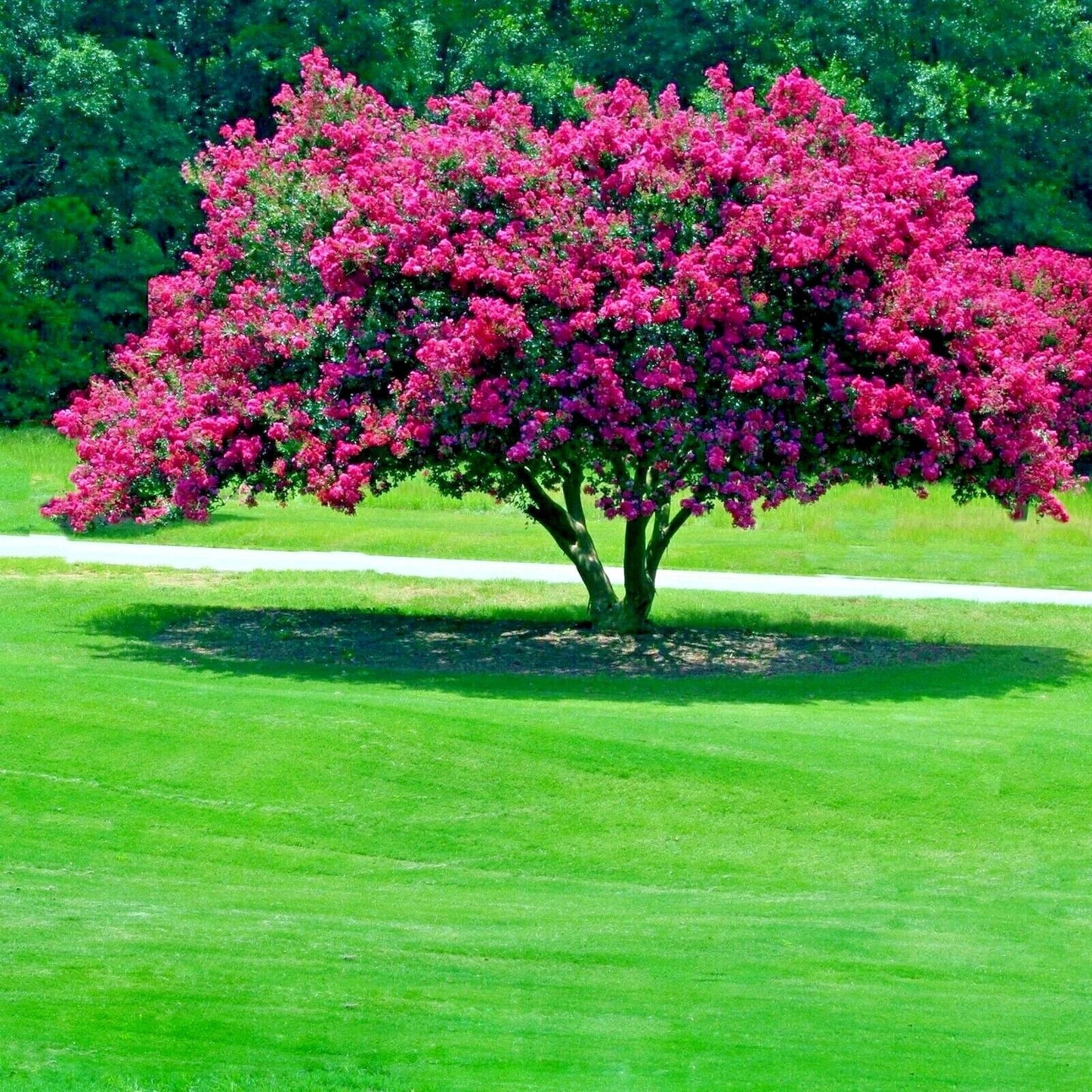 Crape Myrtle Tree Seeds - Lagerstroemia Indica - Lilac Flowering Plant for Gardens, Landscaping & Pollinator Attraction