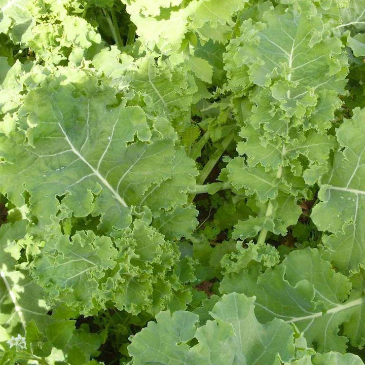 Siberian Kale Seeds - Heirloom Non-GMO Brassica oleracea var. sabellica - Cold-Tolerant Leafy Greens for Fall & Winter Gardens