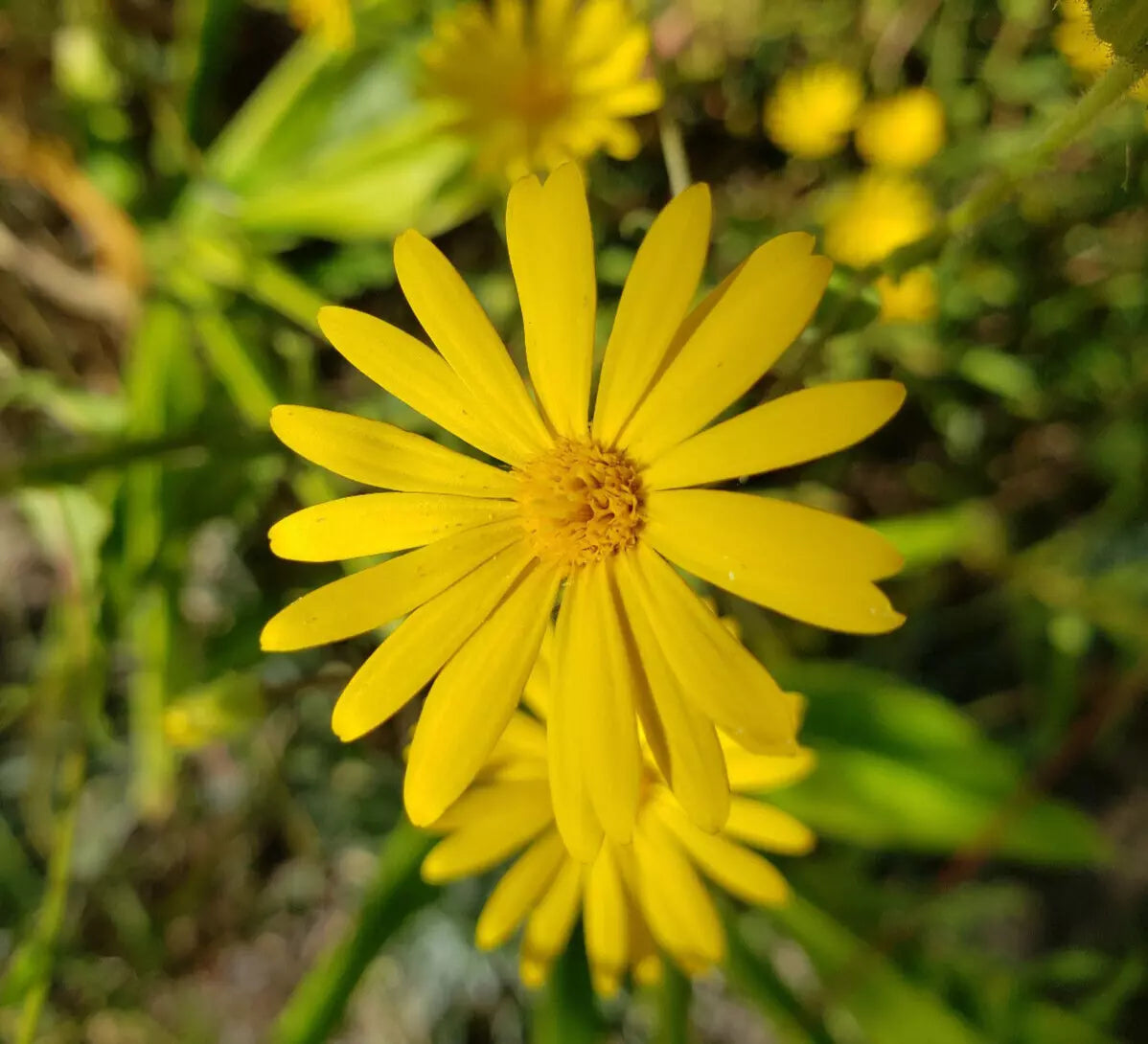 Godfrey's Golden Aster Seeds | 25 Pack | Yellow Wildflower | Chrysopsis Godfreyi | Florida Native Pollinator Plant