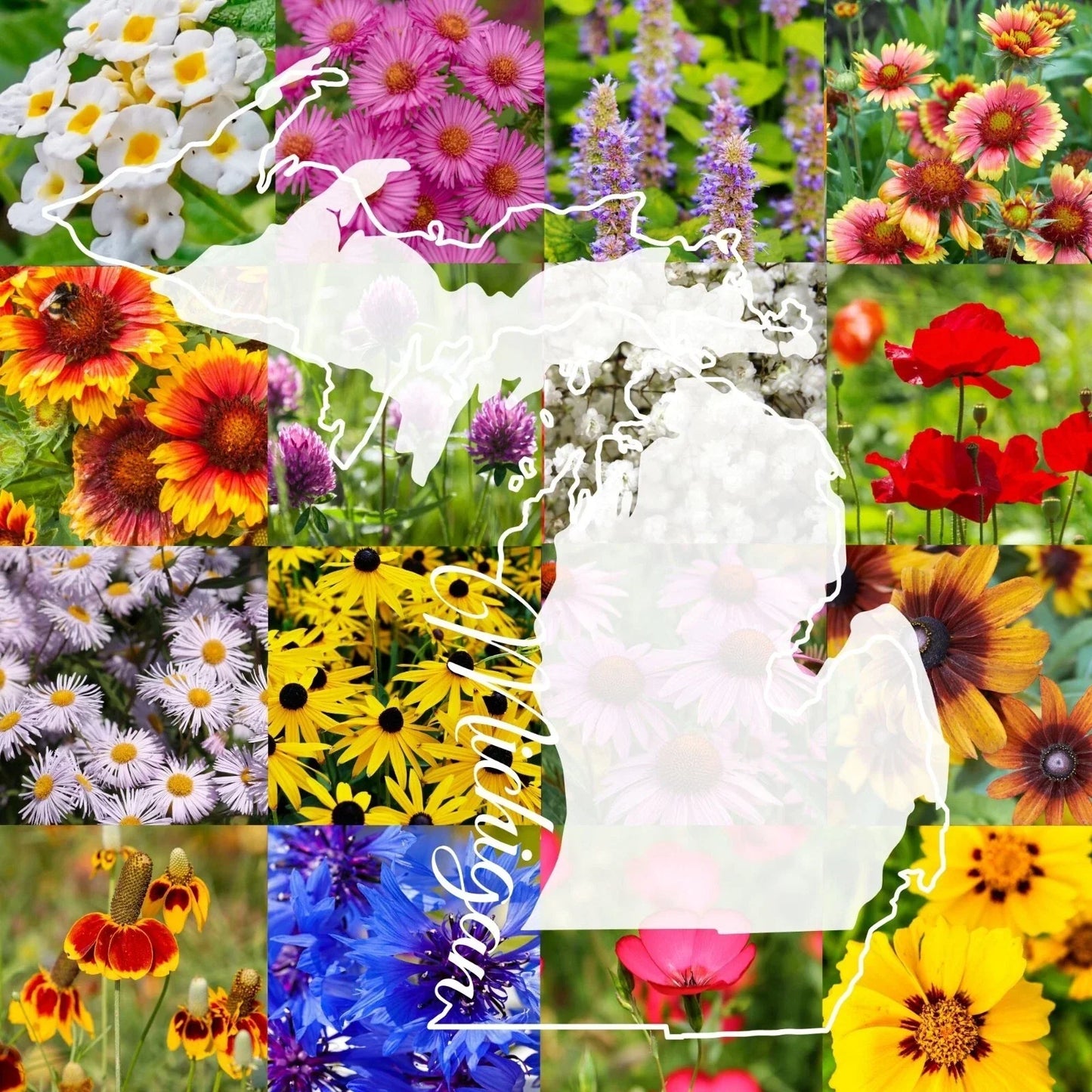Wildflower Seed Mix 1 lb Michigan Native Wildflowers for Pollinator Gardens, Covers 2000 sq ft