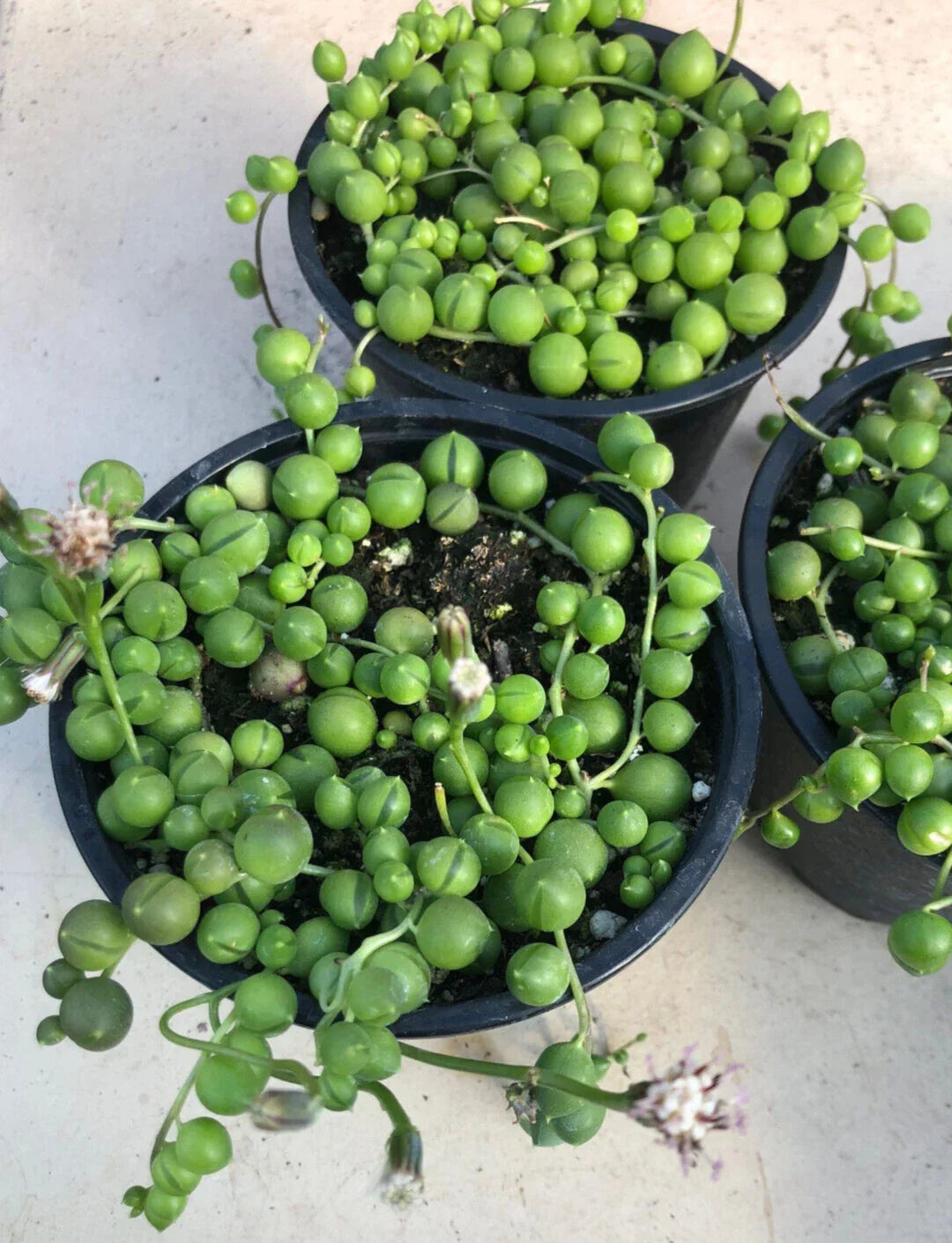 String of Pearls Plant 4-Inch Pot, Senecio rowleyanus, Indoor Succulent, Trailing Houseplant, Low Maintenance, Bright Light