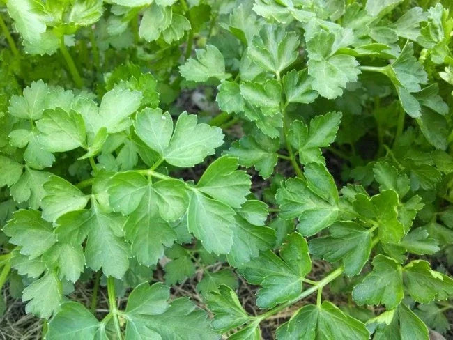 Plain Parsley Seeds Pack - 400+ Petroselinum crispum Herb Seeds for Culinary Gardening, Indoor & Outdoor Herb Garden