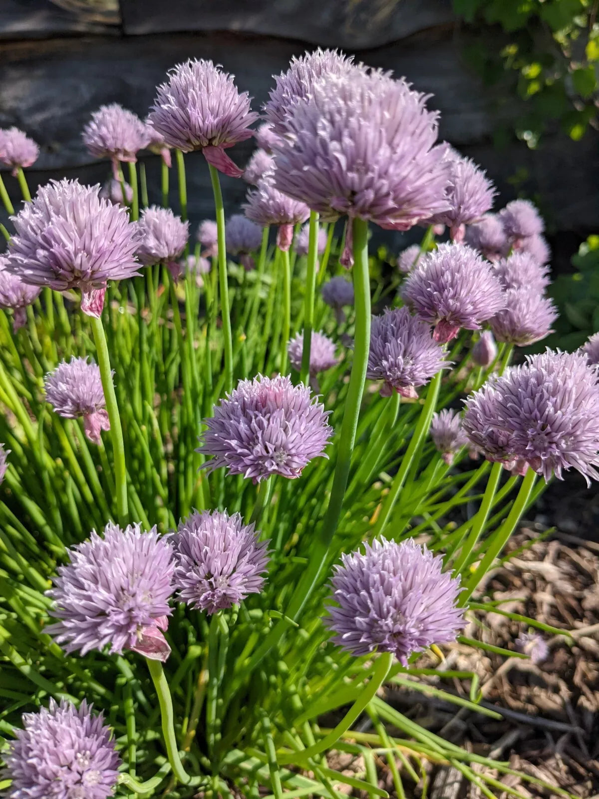 Chives Live Perennial Herb Plants - 4 Plugs Culinary Chives (Allium schoenoprasum) Edible Flowers Easy to Grow