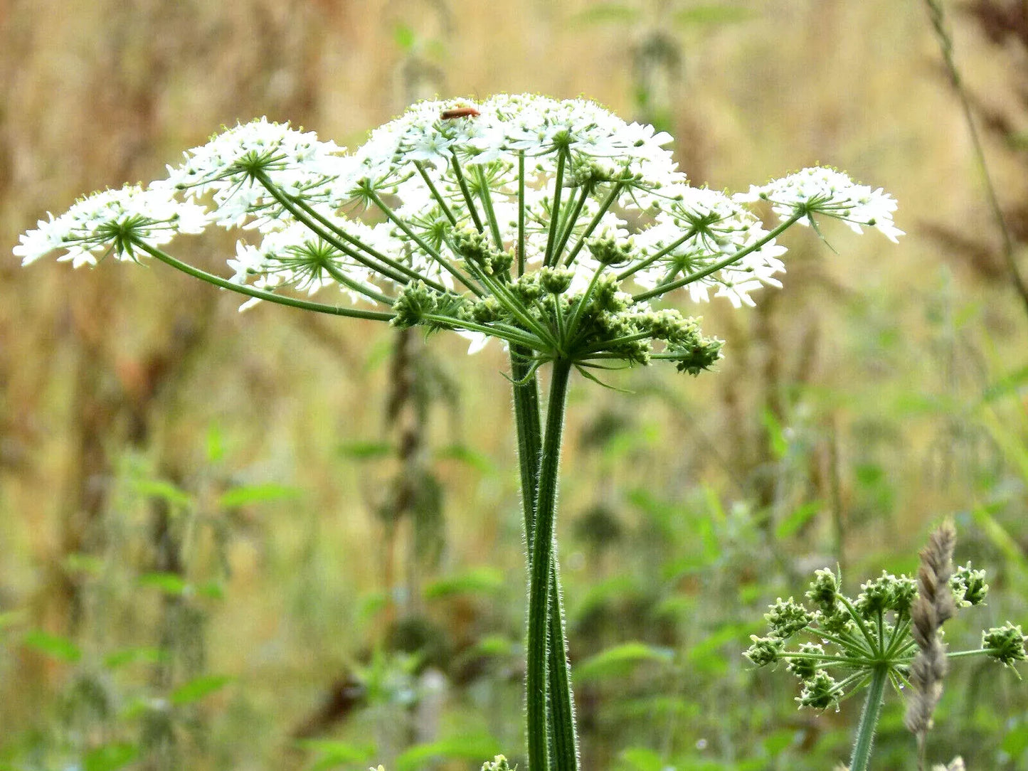 Anise Herb Seeds - Pack of 300+ Pimpinella Anisum Culinary & Medicinal Herb for Cooking, Tea & Garden