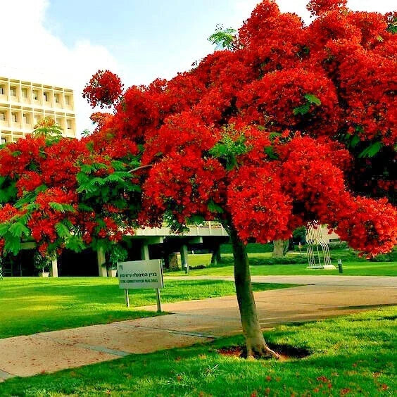 Royal Poinciana Seeds - Red Flame Tree Delonix Regia Tropical Flowering Tree Pack for Garden Landscaping