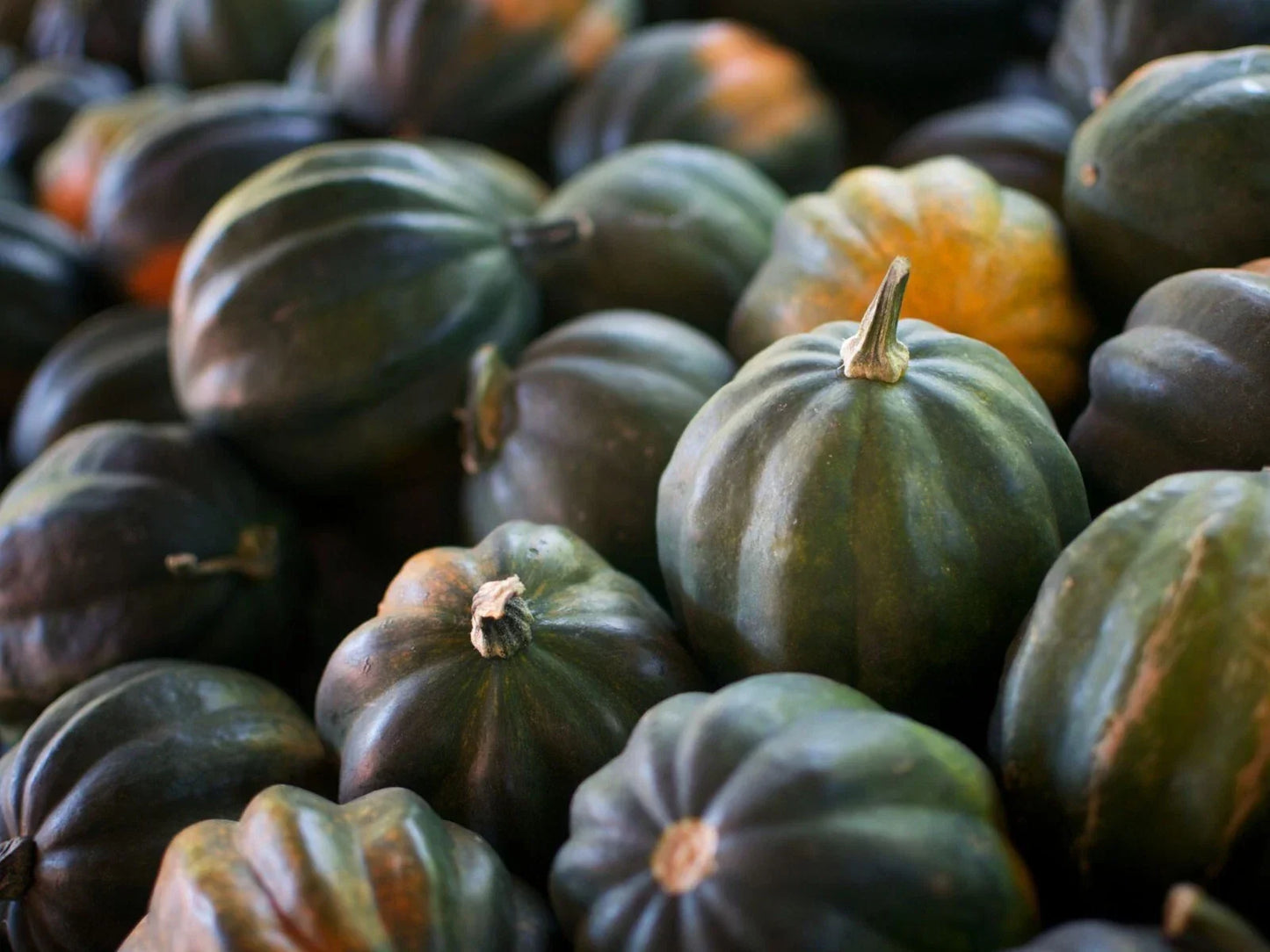 Acorn Squash Seeds - Organic Heirloom Variety - Cucurbita pepo - 5 Pack for Home Gardening and Container Growing