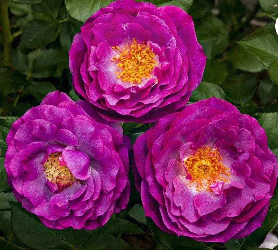 Wild Blue Yonder Rose Bush - Bare Root Live Starter Plant - Rosa 'Wild Blue Yonder' - Blue Flowering Grandiflora Rose for Garden, Border, or Container