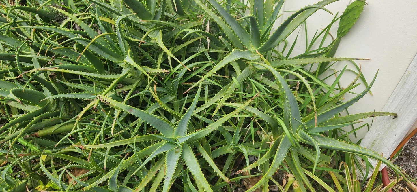 Bulk Aloe Arborescens Stem Cuttings – Medicinal Succulent for Propagation & Indoor Gardens | Aloe arborescens