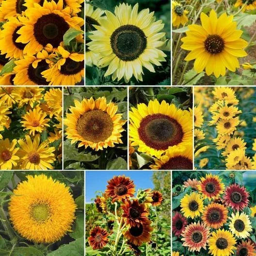 Sunflower Seeds Bulk Pack - SUNNY Mix Non-GMO Helianthus annuus for Hummingbirds & Pollinators, 250 Seeds