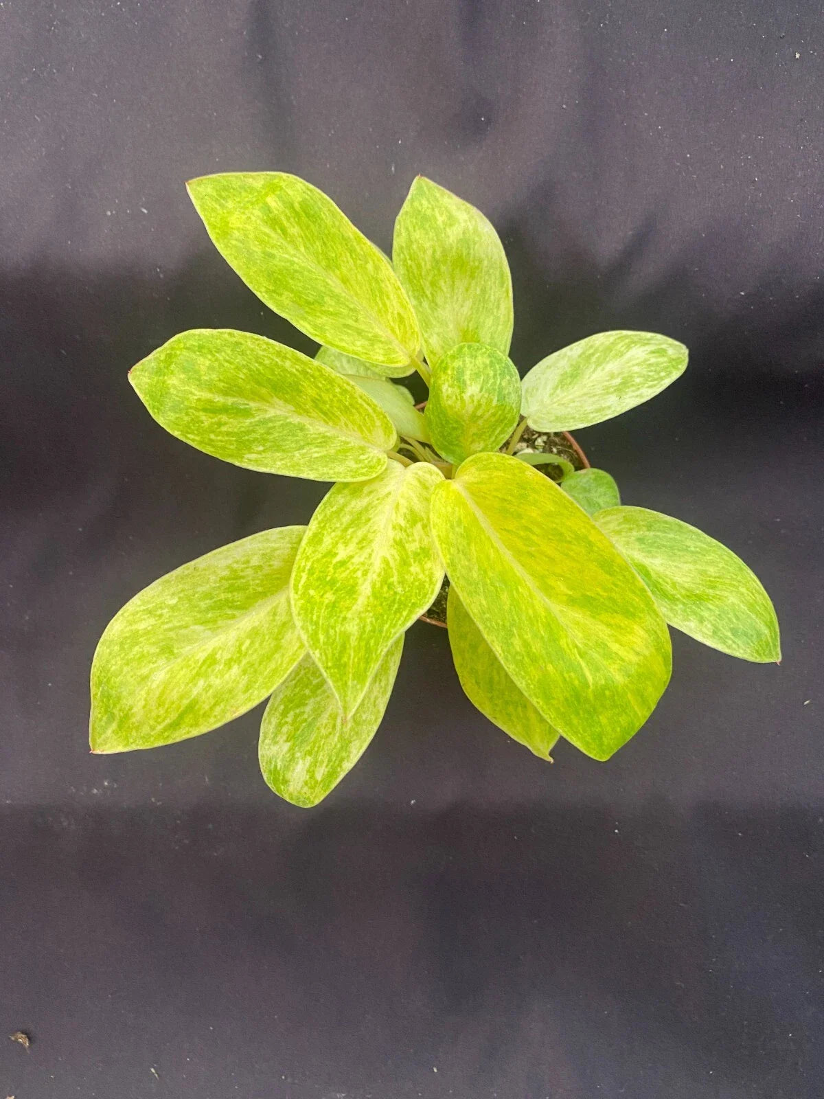 Philodendron Painted Lady Rooted Plant in 3" Pot – Variegated Houseplant with Yellow and Green Foliage – Indoor Garden, Easy Care, Air Purifying