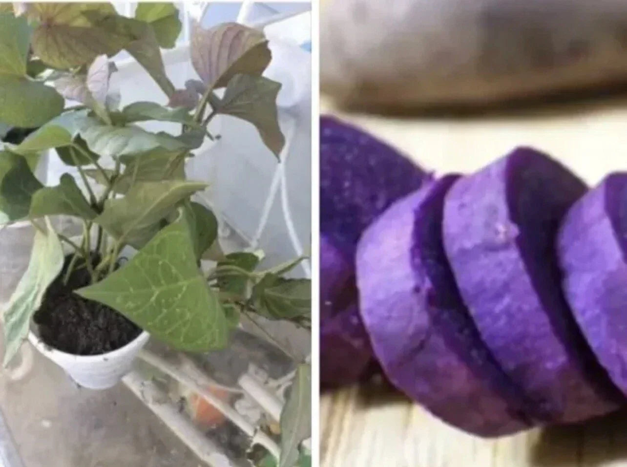 Rooted Purple Sweet Potato Plants - 5 Pack Live Plants in Pots - Ipomoea batatas - Vibrant Garden Plants for Landscaping