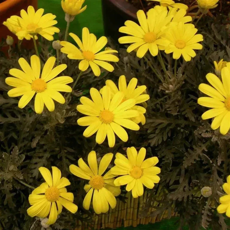 Euryops Daisy Seeds Pack of 200+ | Bright Yellow Flowers | Euryops Pectinatus | Garden Flowers for Borders & Containers