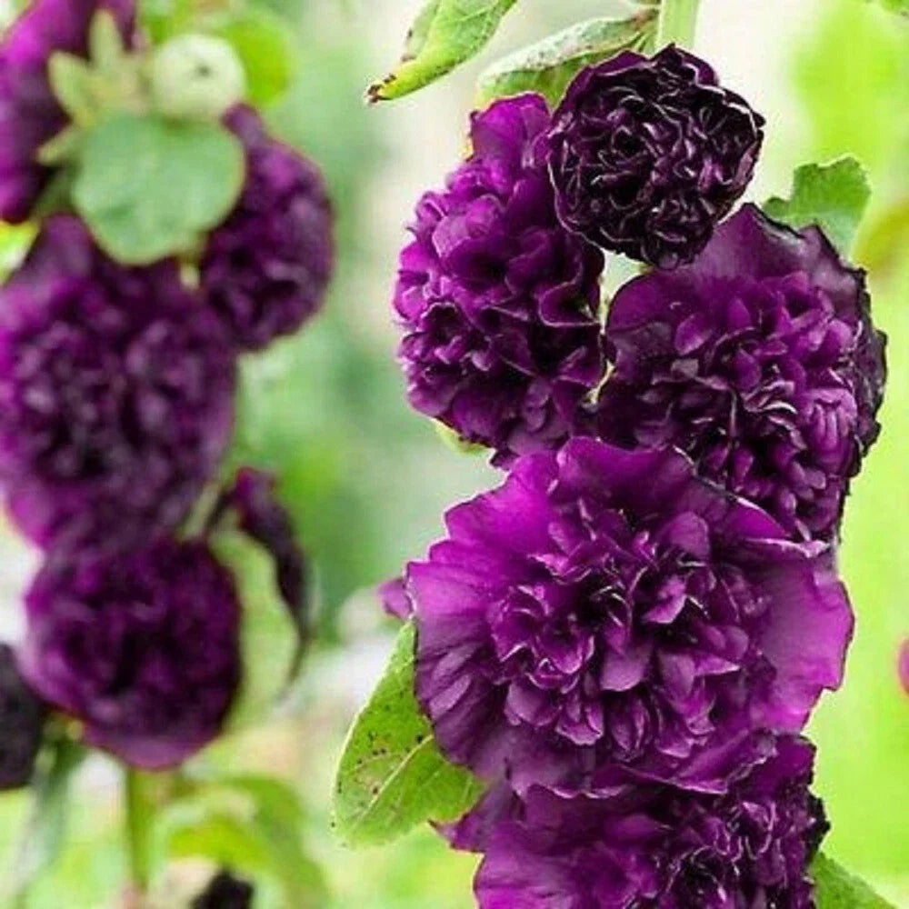 25 Double Dark Purple Hollyhock Seeds | Perennial Flower Seeds | Alcea rosea | US Seller