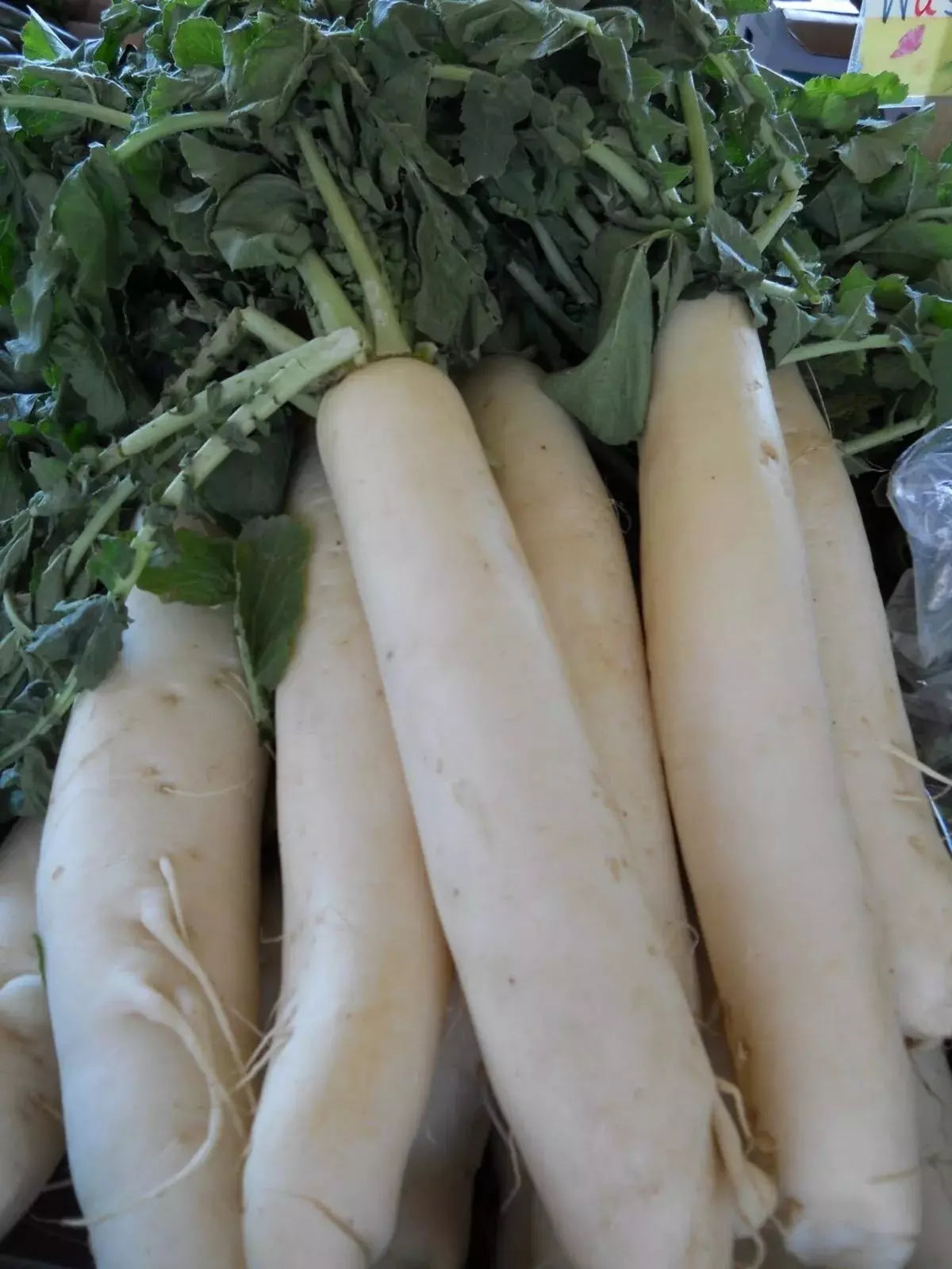 Daikon Radish Seeds 1000+ Heirloom Organic Non-GMO Vegetable Garden Seeds Raphanus sativus